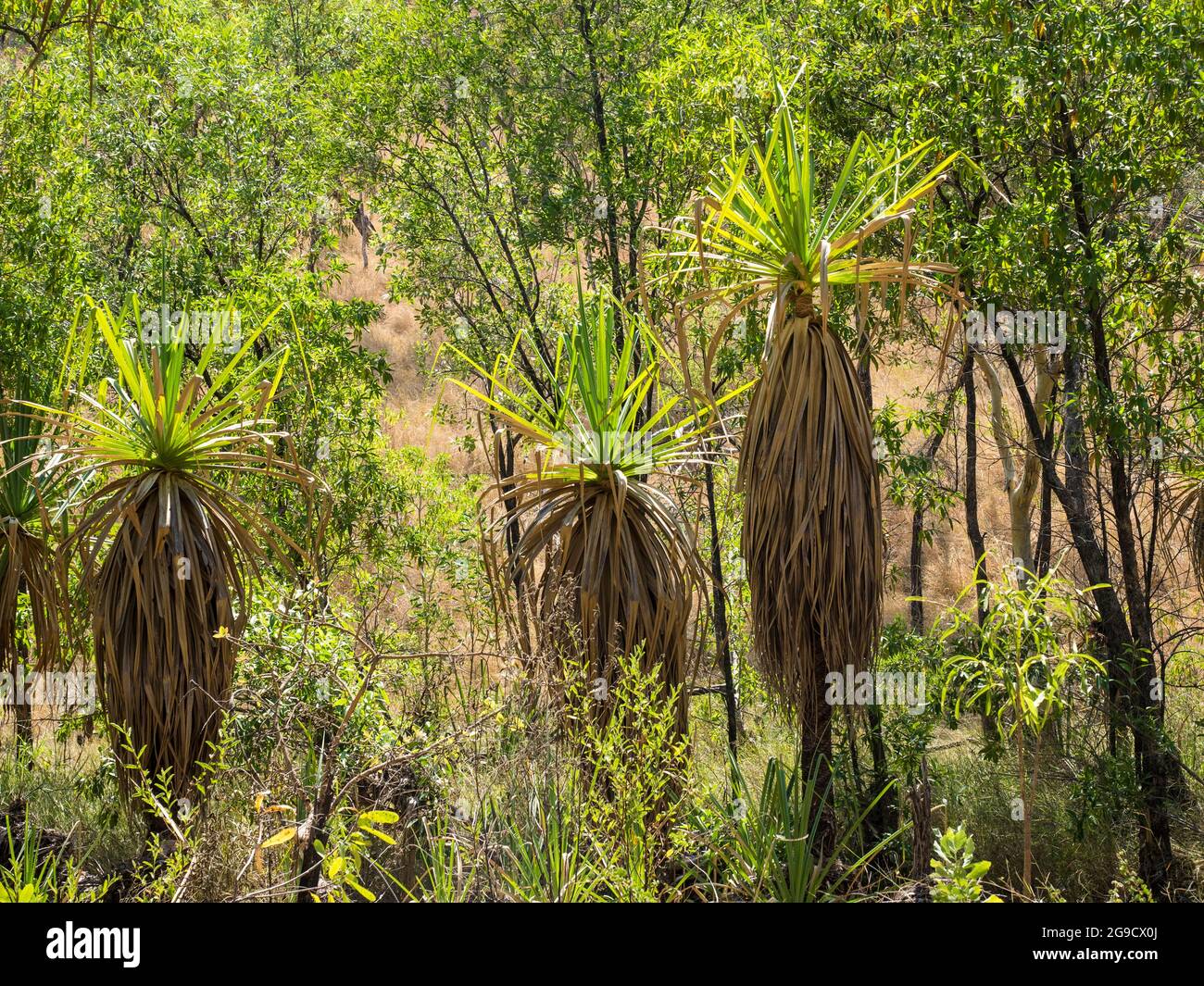Pandanus (Screw) palms fringe the walking track to Bell Gorge, Gibb River Road, Kimberley, Western Australia. Stock Photo