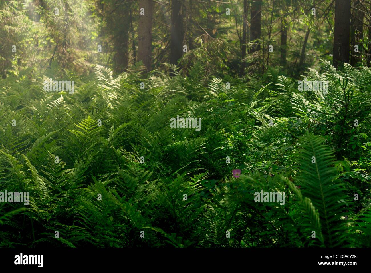 Illuminated ferns hi-res stock photography and images - Alamy