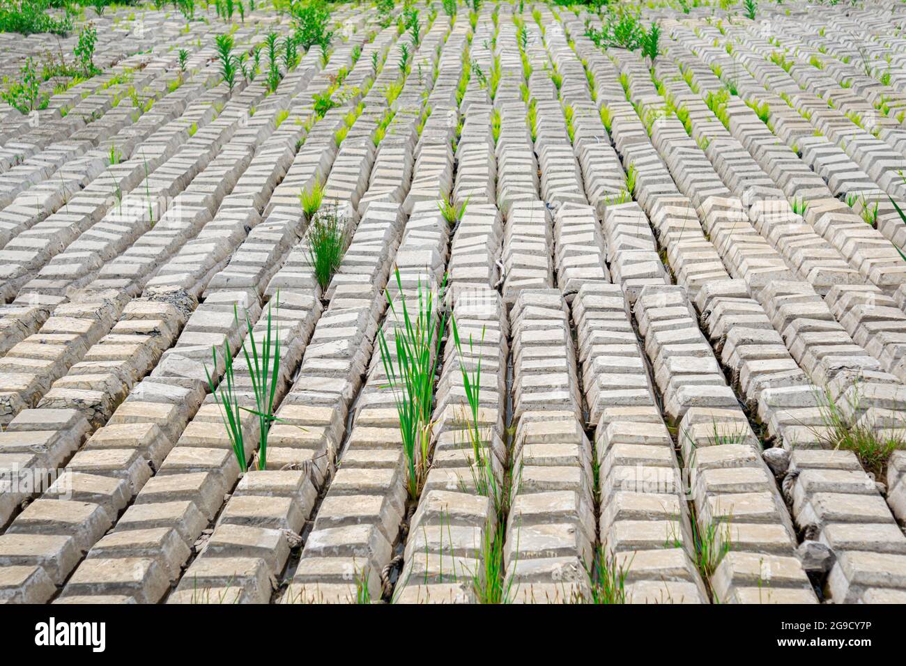 terrain covered with flexible concrete mat to prevent erosion, laid on the ground, with ferns growing through it Stock Photo