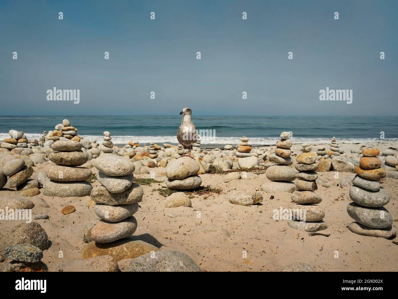 Heermann's Gull amongst pebble stacks. Pebble Beach along the 17 mile drive, California, USA. Sep 2019 Stock Photo