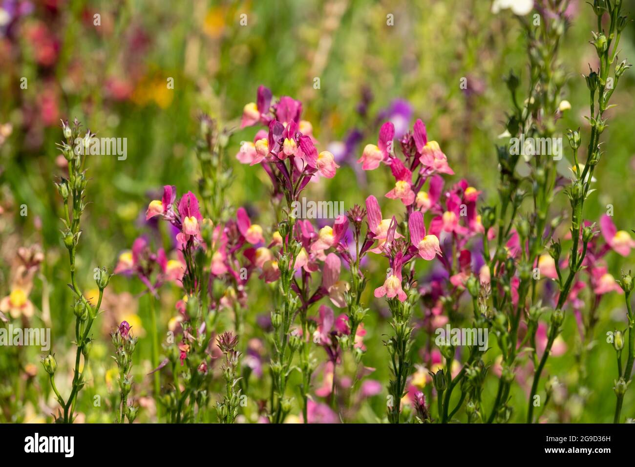 Colourful ornamental linaria maroccana flowers, also known as Northern Light, Fairy Bouquet and toadflax. The flower is native to Morocco. Stock Photo