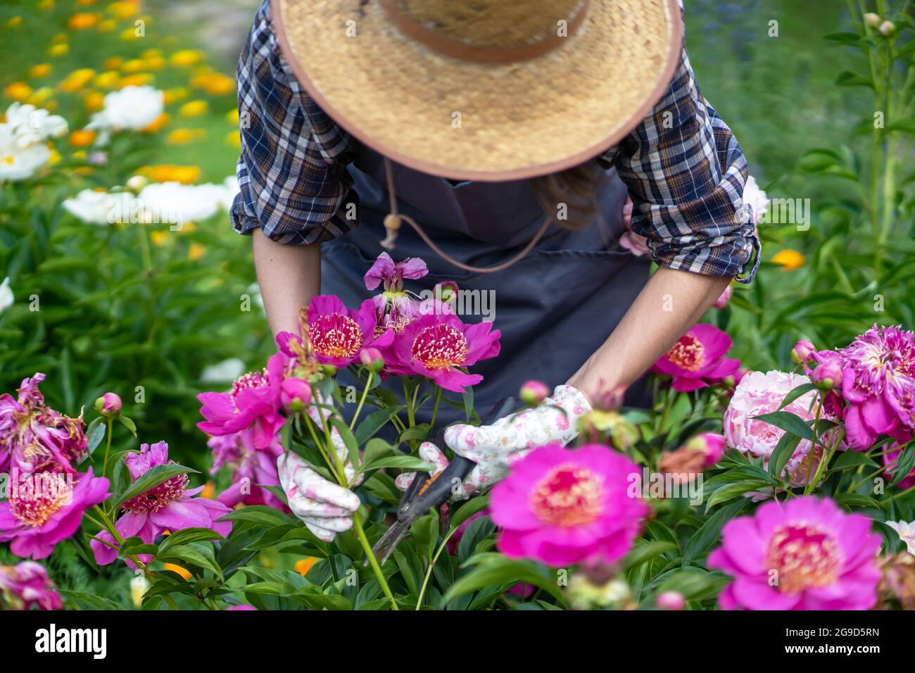 A gardener girl in gloves looks after bushes of lush pink peonies Stock ...