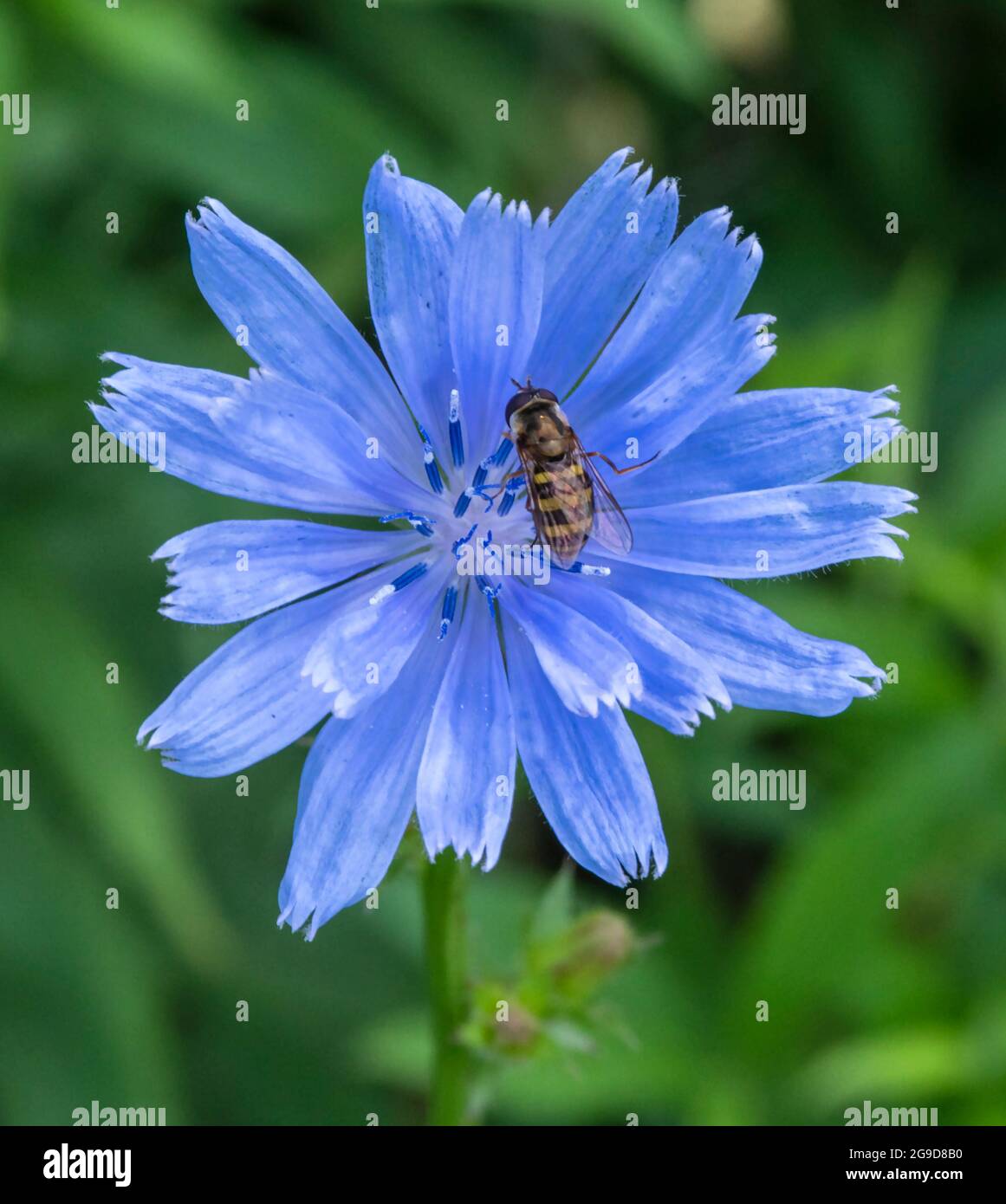 Syrphid Fly, Eupeodes americanus, also called Hover Fly feeding on nectar of Chicory, Cichorium intybus flower. Stock Photo