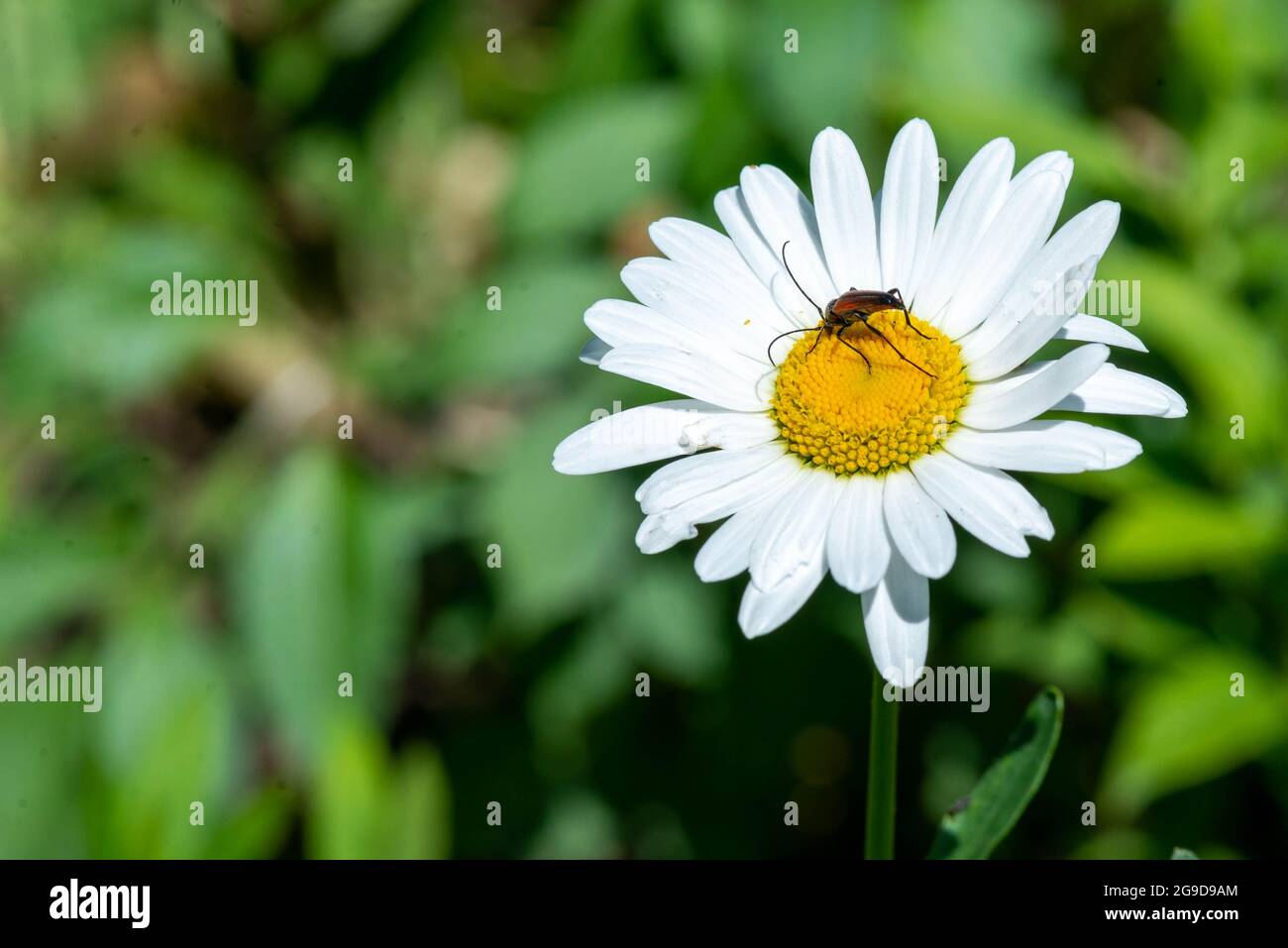 a beautiful beetle flew on the lawn on a white daisy Stock Photo