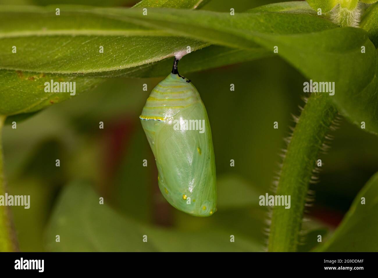 Monarch butterfly chrysalis hanging from flower leaf. Butterfly conservation, life cycle, habitat preservation, and backyard flower garden concept. Stock Photo