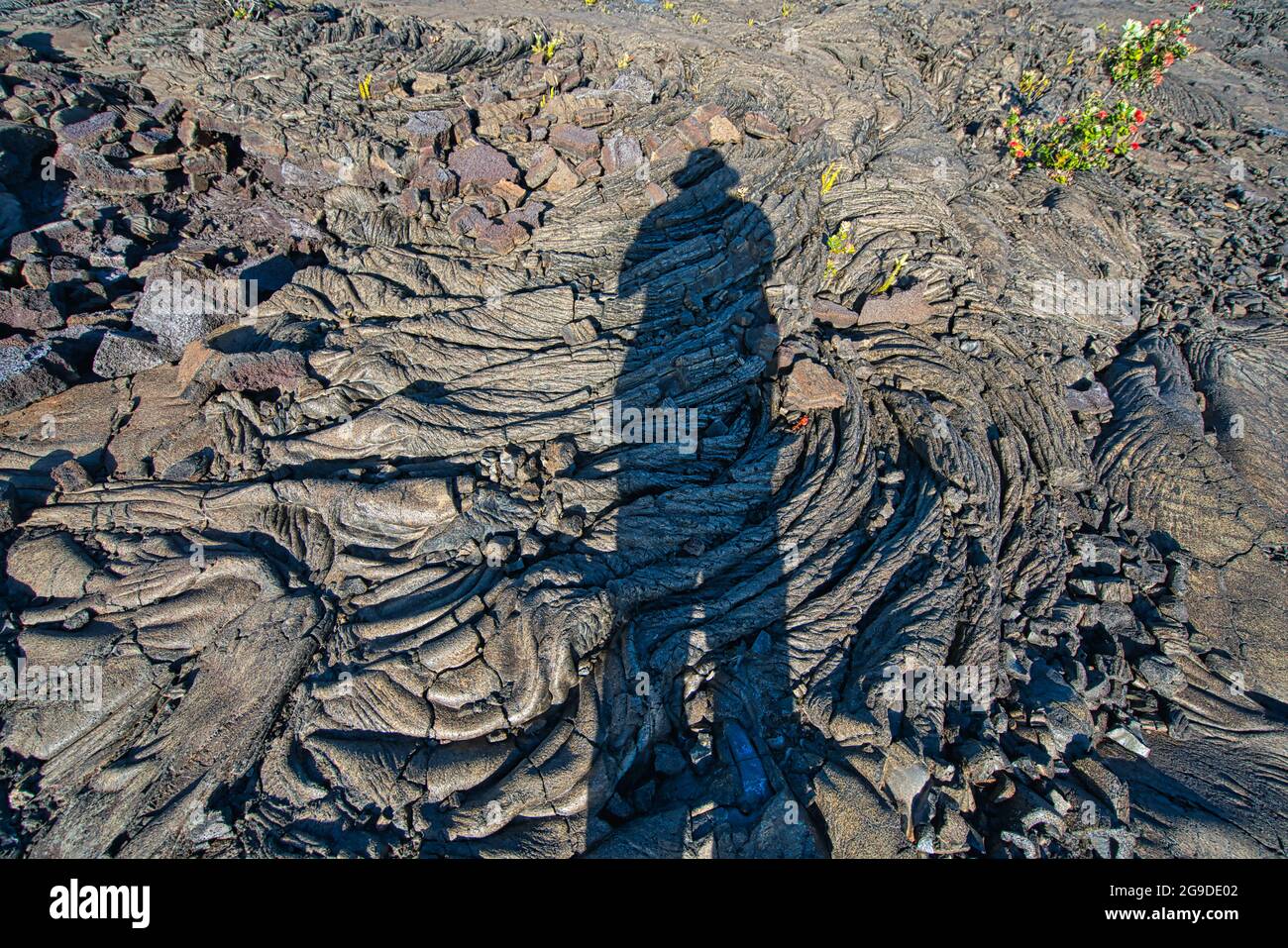 Vigorous plants growing in black lava terrain. The shadow of the photographer. View of Volcanoes National Park, the Big Island of Hawaii, USA. June 20 Stock Photo