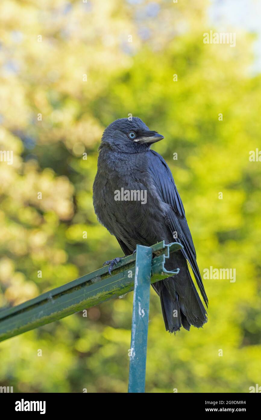Jackdaw (Corvus monedula). Juvenile. Fledgling. Young bird. Member of