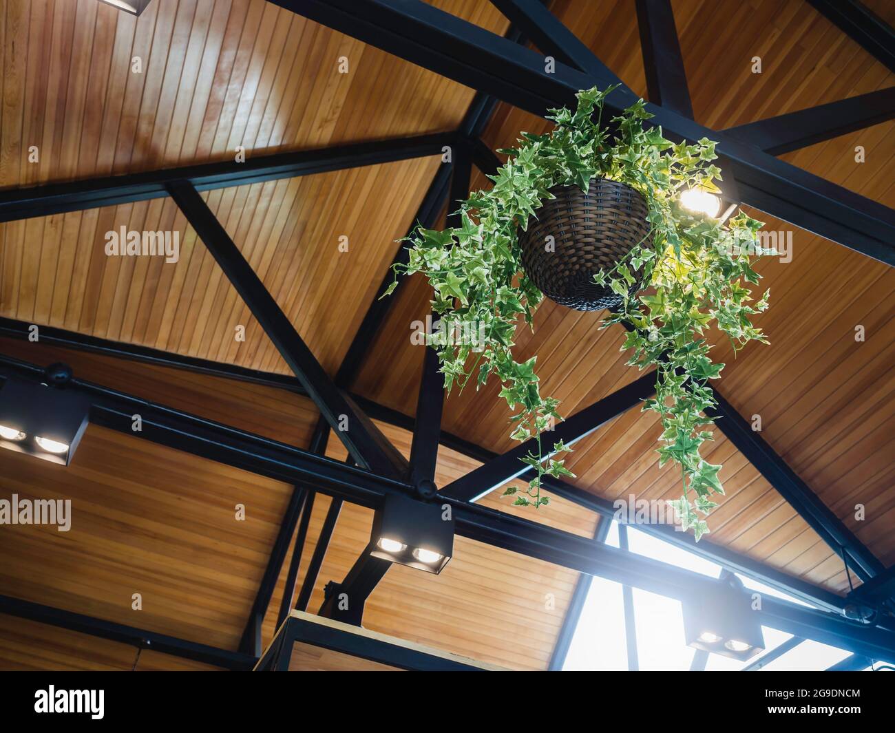 Hanging plant basket with green leaves on the black iron construction under the wooden roof decoration with ceiling lamp inside the modern building. Stock Photo