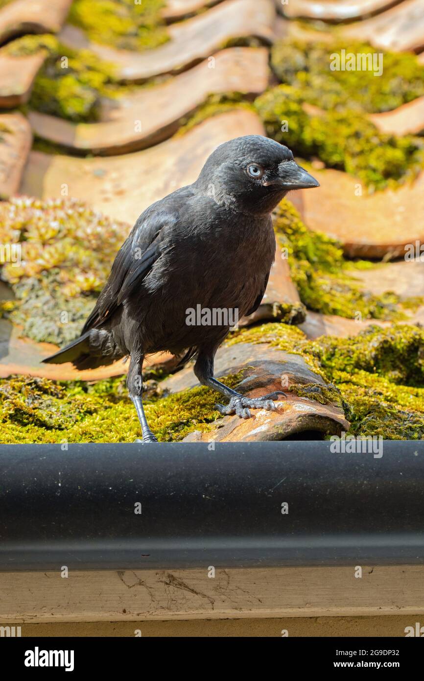 Young Jackdaw (Corvus monedula). Recent nest leaver, a fledged juvenile, perching on a pantile, moss and lichen covered, house roof. Stock Photo