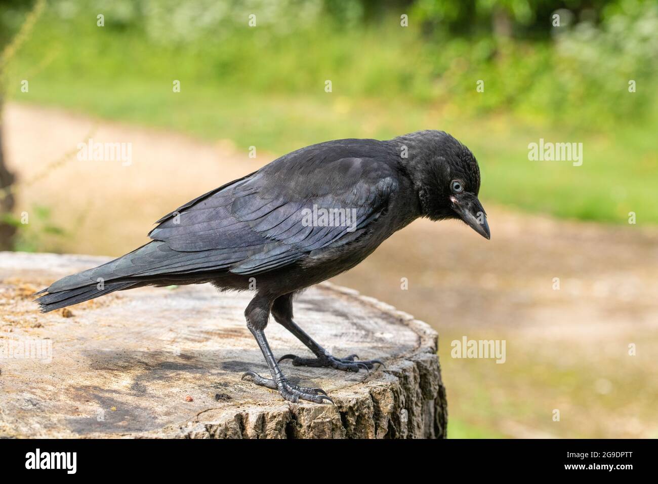 Jackdaw (Corvus monedula). Juvenile. Fledgling. young bird. Member of the crow, or corvid, family. Passerine. Pale yellow gape to the base of the beak Stock Photo