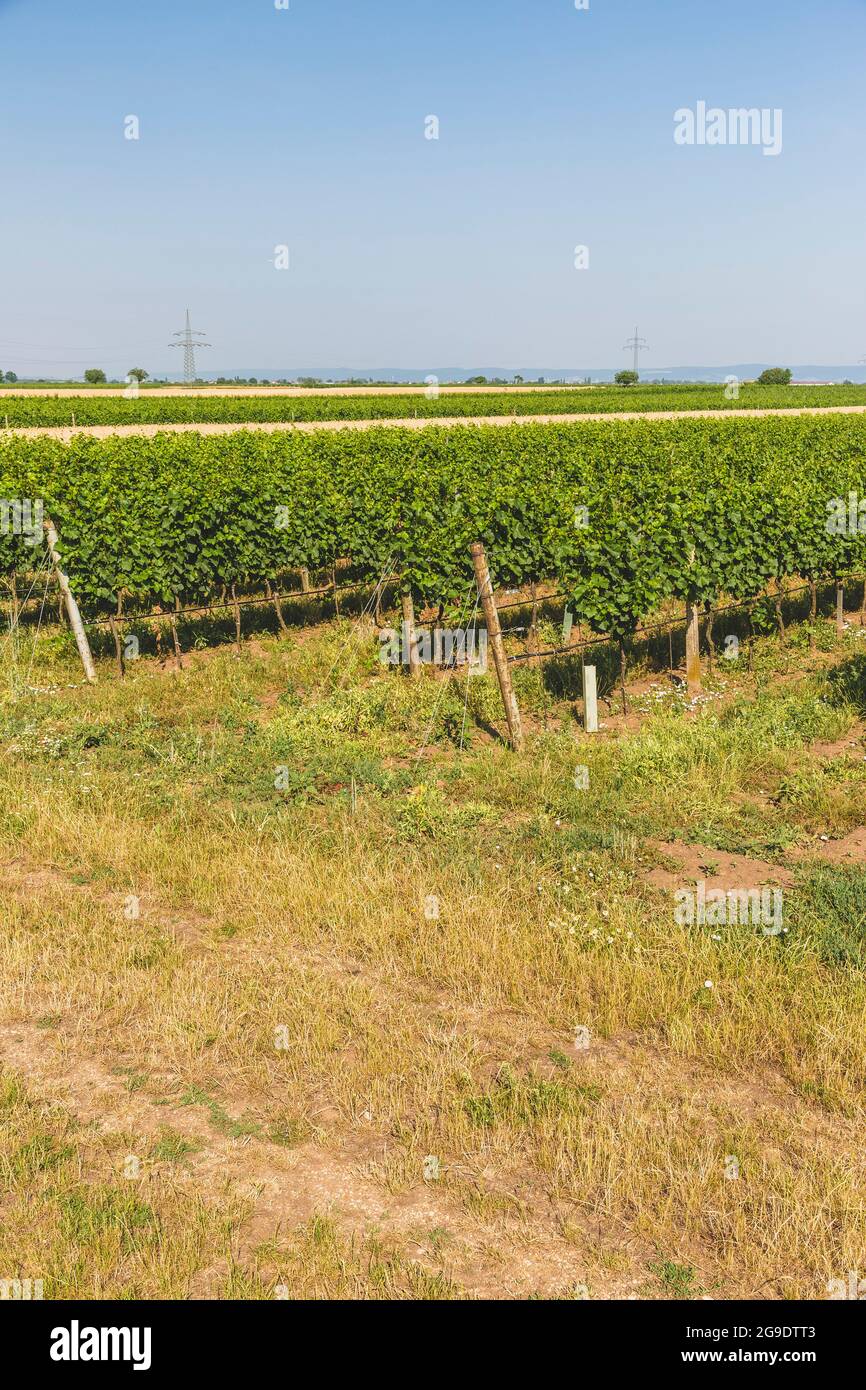 Weinberge bie Podersdorf, Burgenland, Österreich Stock Photo