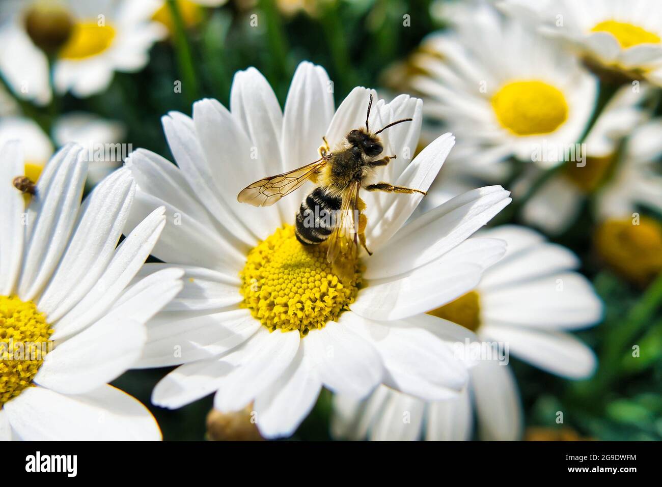 Closeup single black bee hi-res stock photography and images - Alamy