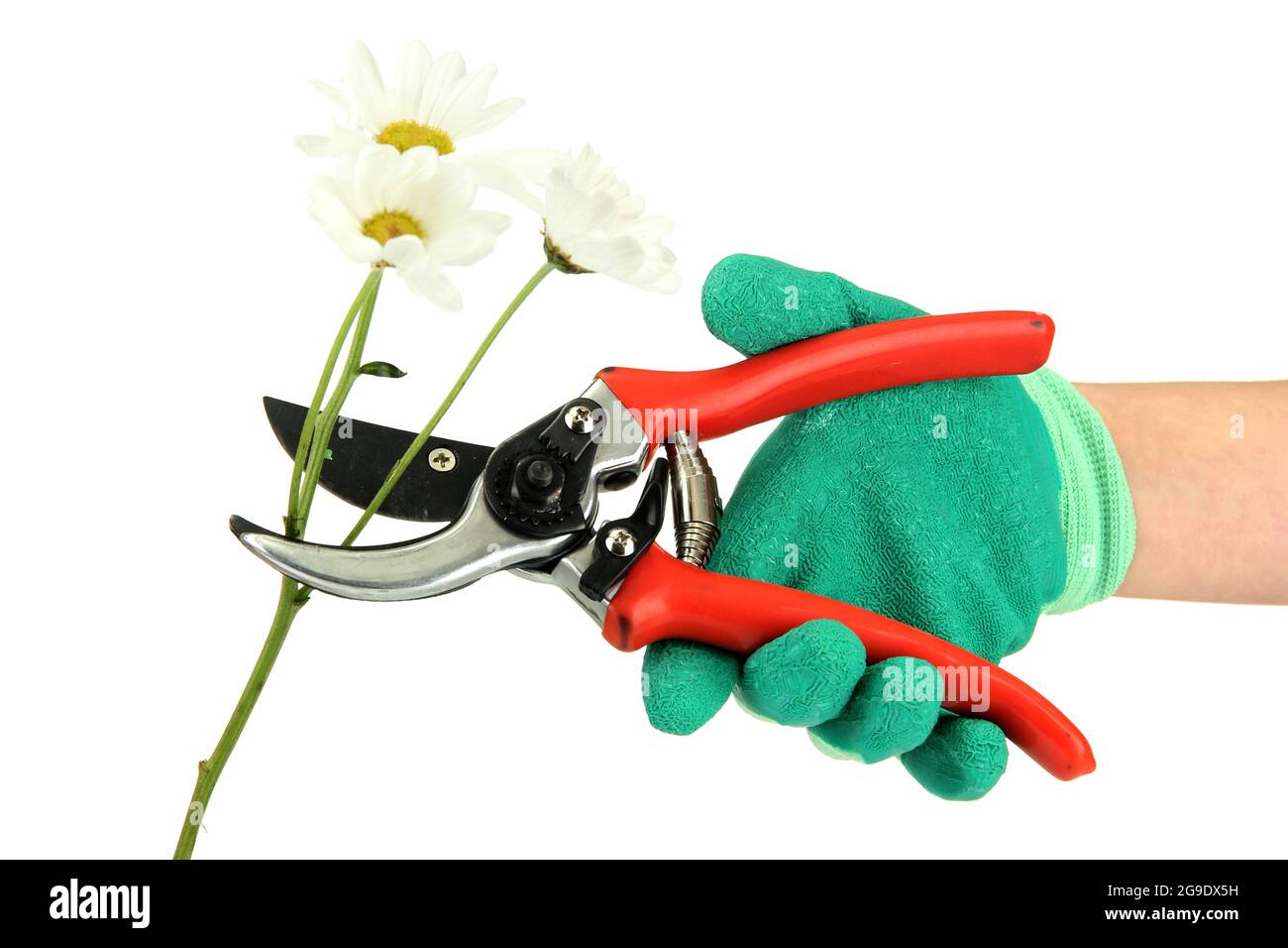 cutting flower with pruning shears isolated on white Stock Photo Alamy