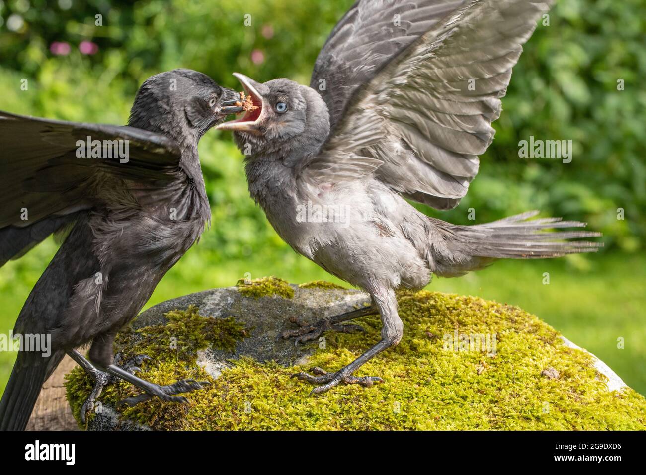 Jacdaws (Corvus monedula). One feeding another. Both juveniles of the year. Week older dark bird, delivering food into the wide open beak of another. Stock Photo