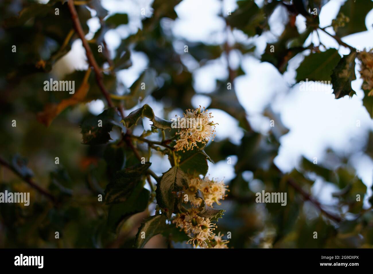 White axillary indeterminate raceme inflorescences of Hollyleaf Cherry, Prunus Ilicifolia, Rosaceae, native in the Santa Monica Mountains, Springtime. Stock Photo