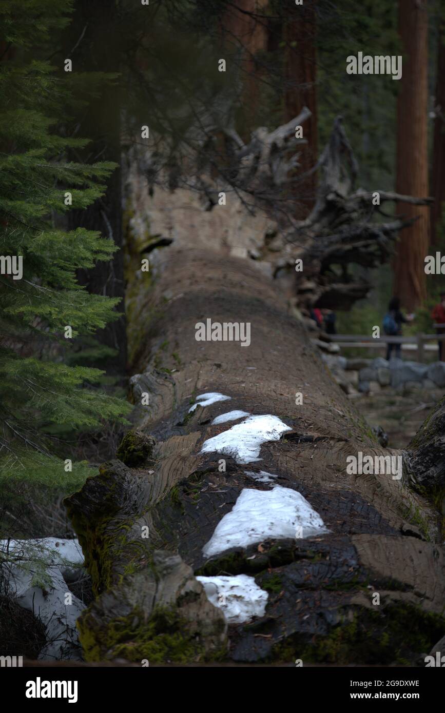 Exploring the beautiful redwood trees in California Stock Photo Alamy