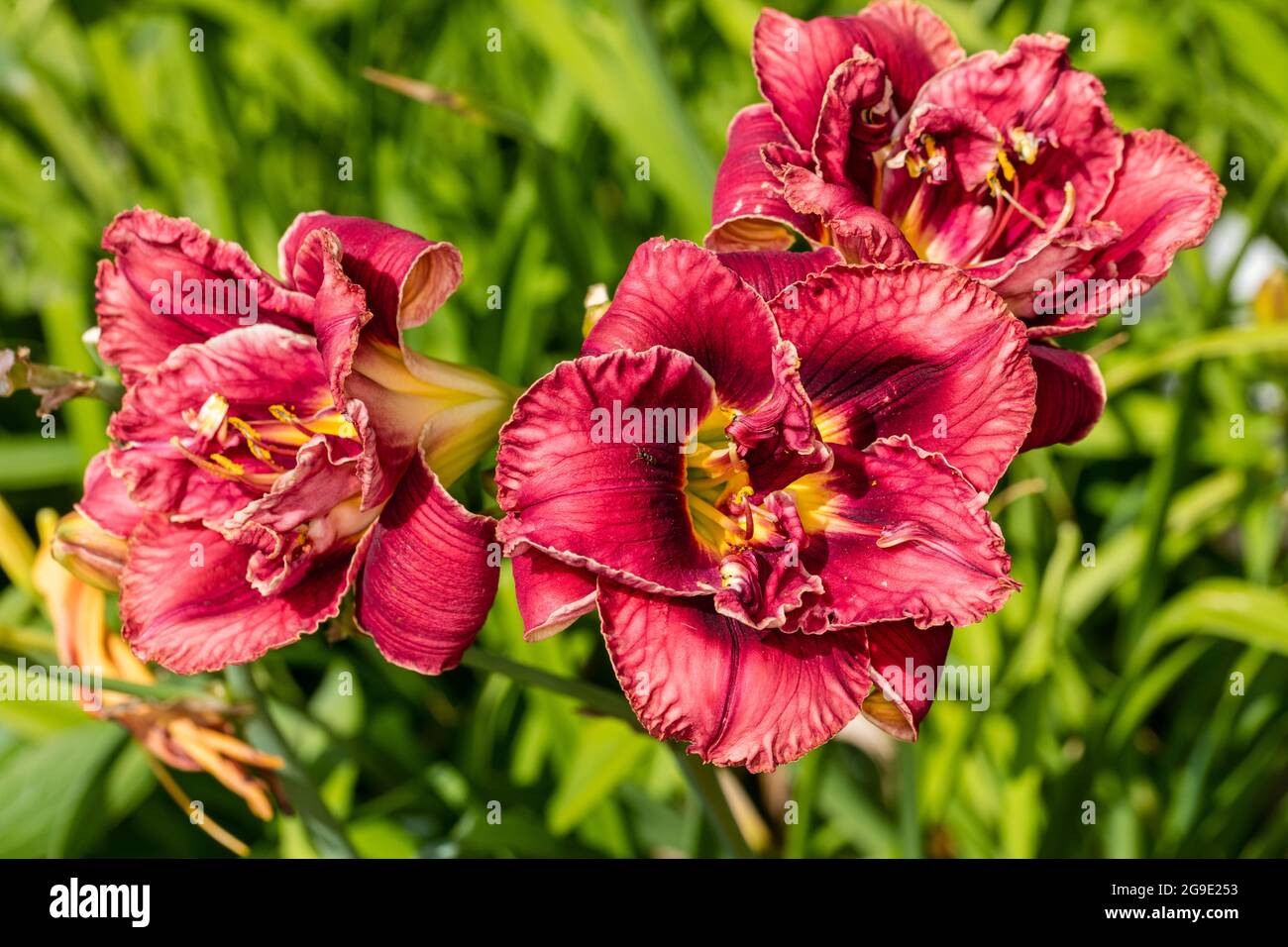 'Stellar Double Rose' Daylily, Daglilja (Hemerocallis) Stock Photo