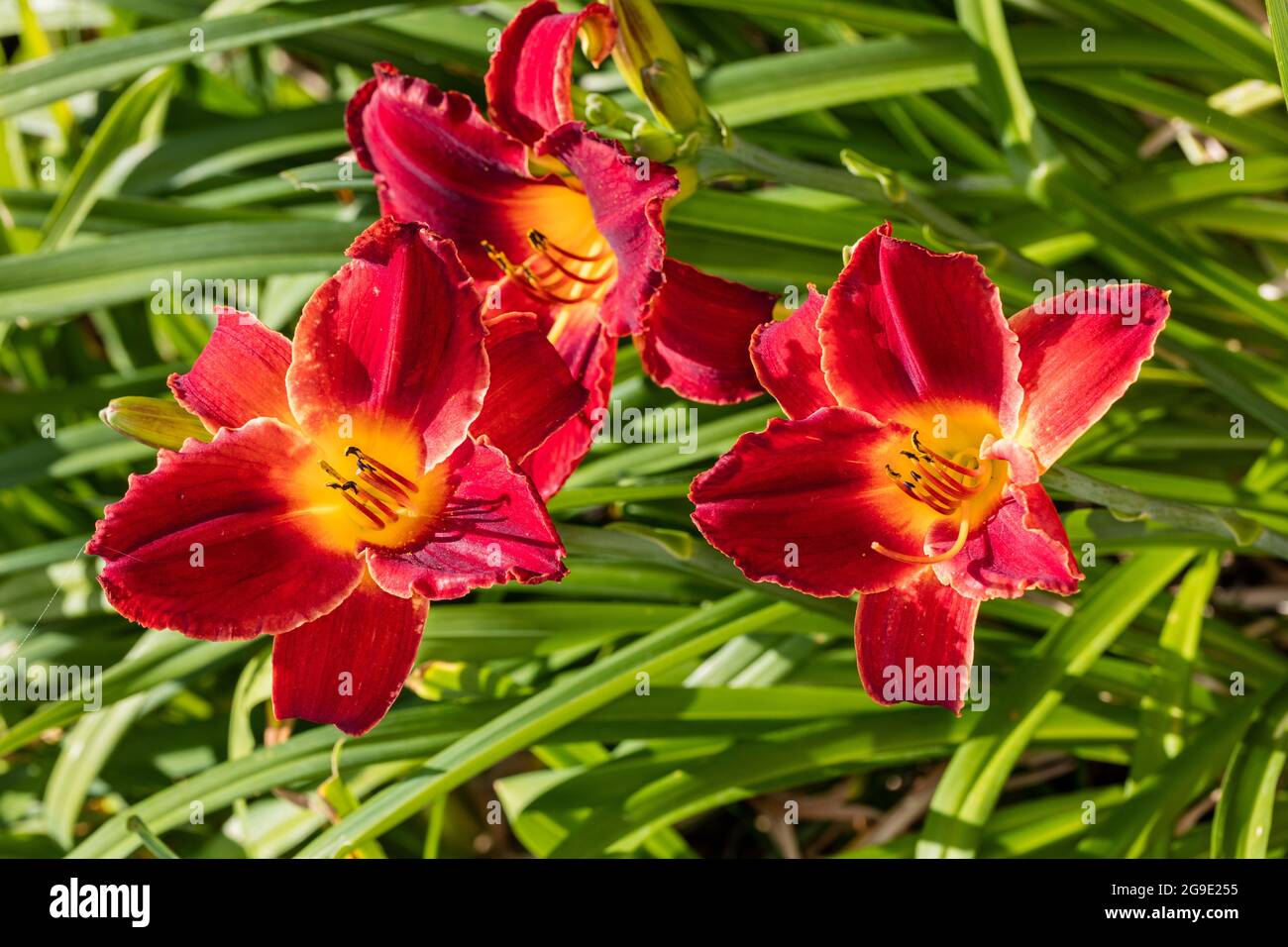 ‘Highland Lord’ Daylily, Daglilja (Hemerocallis Stock Photo - Alamy