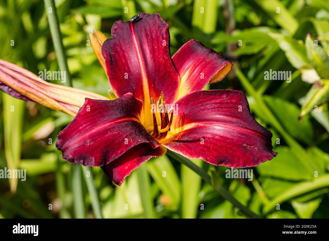 'American Revolution' Daylily, Daglilja (Hemerocallis) Stock Photo