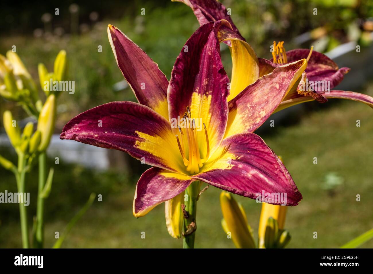 'Star of India' Daylily, Daglilja (Hemerocallis) Stock Photo