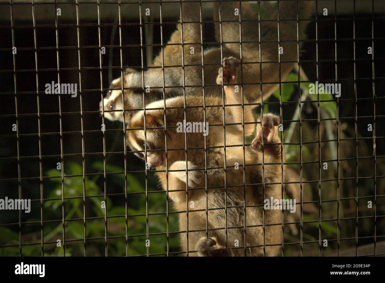 Slow lorises at wildlife rehabilitation centre facility operated by International Animal Rescue (IAR) in Ciapus, Bogor, West Java, Indonesia. The primates were rescued from wildlife trade activity and are in a transition phase, which is to make them ready to be released into the wild. Slow loris is a nocturnal species, venomous, and could transmit zoonotic diseases to human. The primates do not have characteristics as pets, according to scientists, so they will be likely dead in human captivity. Stock Photo