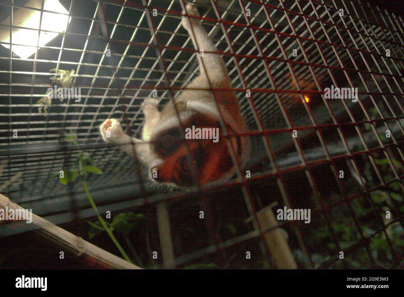 Slow loris at wildlife rehabilitation centre facility operated by International Animal Rescue (IAR) in Ciapus, Bogor, West Java, Indonesia. The primate was rescued from wildlife trade activity and is in a transition phase, which is to make it ready to be released into the wild. Slow loris is a nocturnal species, venomous, and could transmit zoonotic diseases to human. The primates do not have characteristics as pets, according to scientists, so they will be likely dead in human captivity. Stock Photo