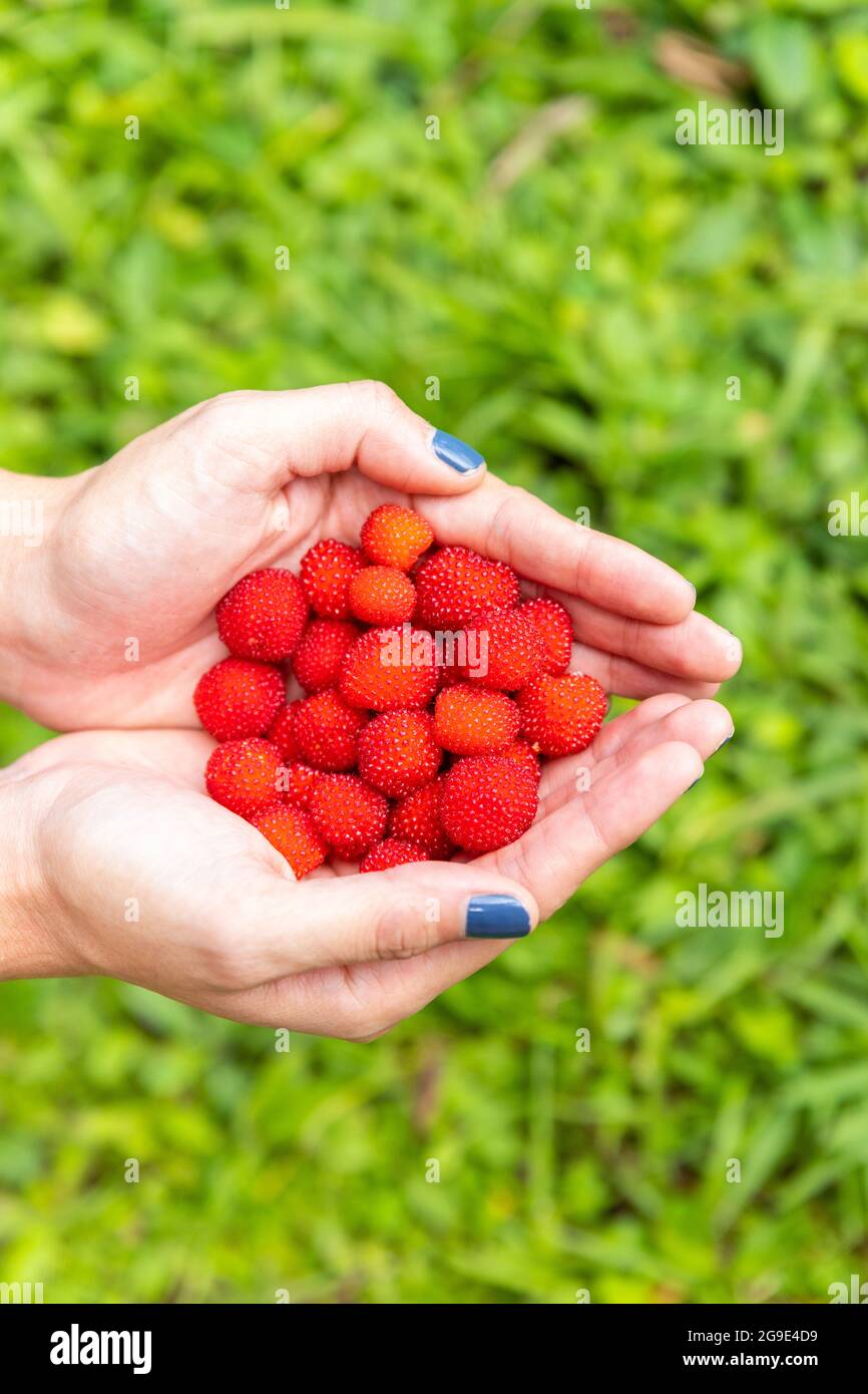 woman's hands with freshly picked raspberries Stock Photo