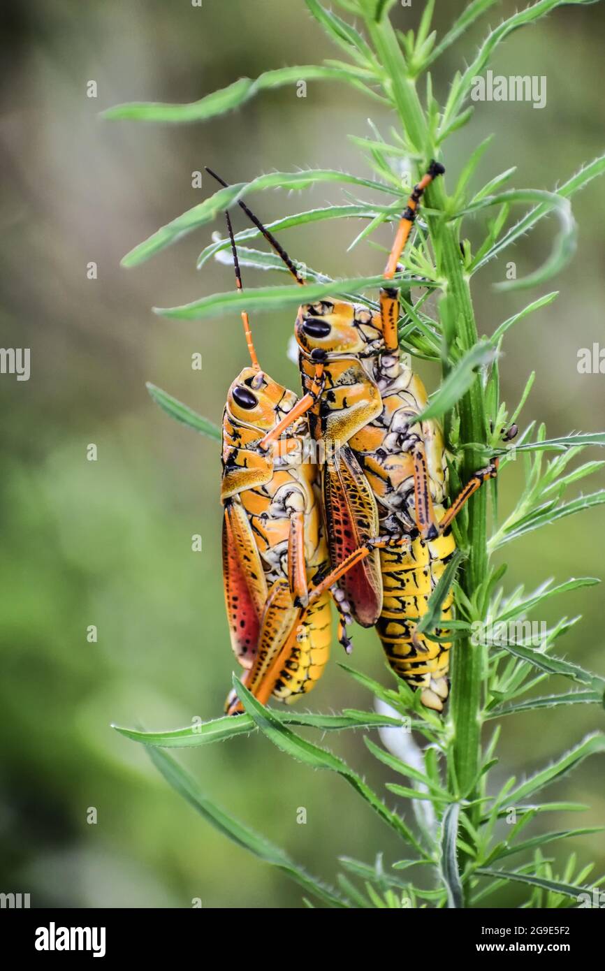 Orange and yellow grasshopper in the swamp. Stock Photo