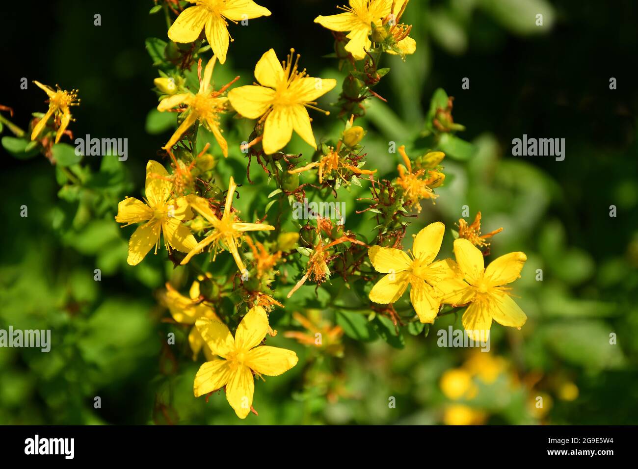 St. John wort, medicinal plant with flower Stock Photo Alamy