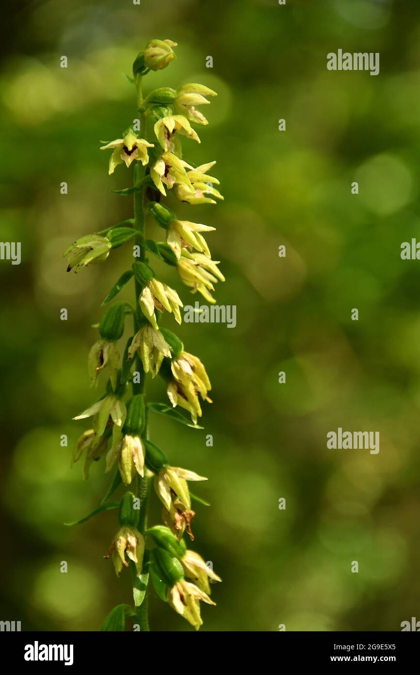 the broad-leaved helleborine, orchid in summer in Germany Stock Photo