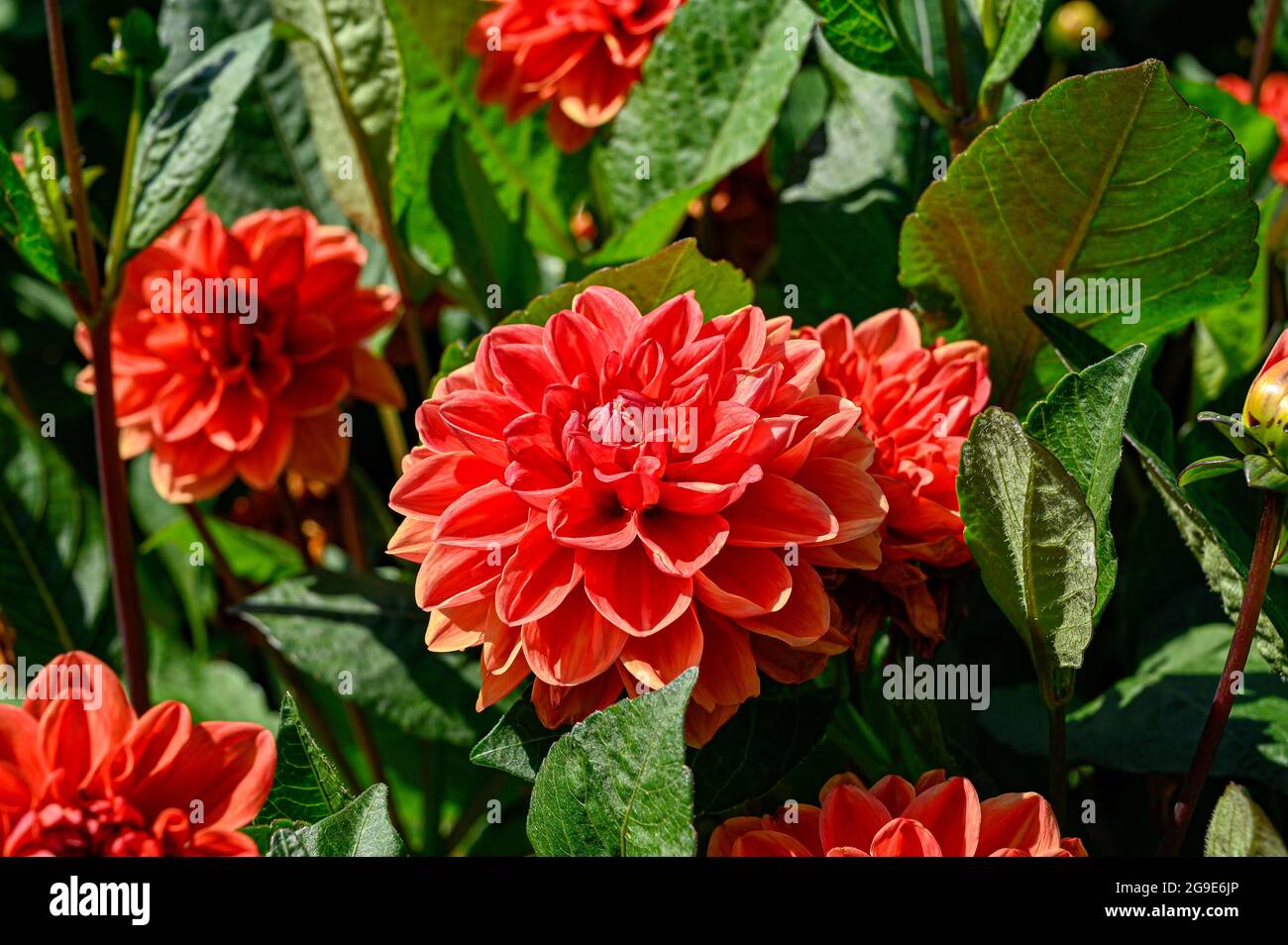 Dahlia called Orange nugget in Uppsala botanical garden Stock Photo