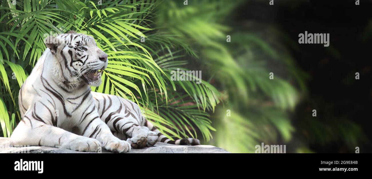 White Tiger banner: Hãy chiêm ngưỡng bức ảnh liên quan đến White Tiger banner để khám phá nét đẹp hoang dã và tinh túy về đường cong của một chú hổ. Bức ảnh sẽ làm bạn say mê, đắm chìm trong sự hoang dã của thiên nhiên. 