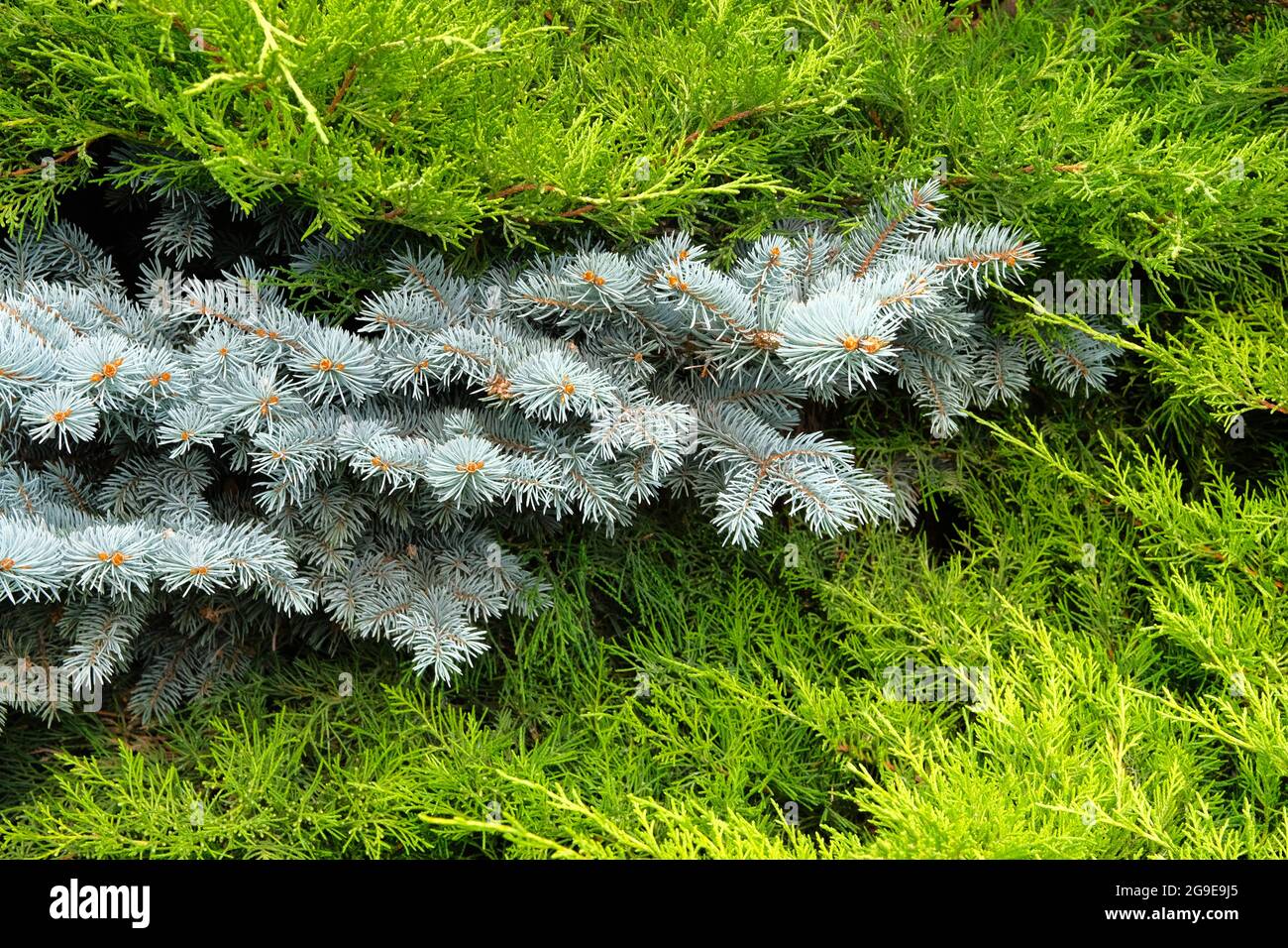 Blue spruce and green cypress in garden shop. Blue spruce branches close up. Coniferous plant which decorate landscape. Garden store. Stock Photo