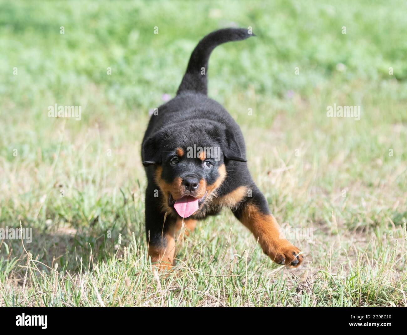 Can Rottweilers Run Long Distance