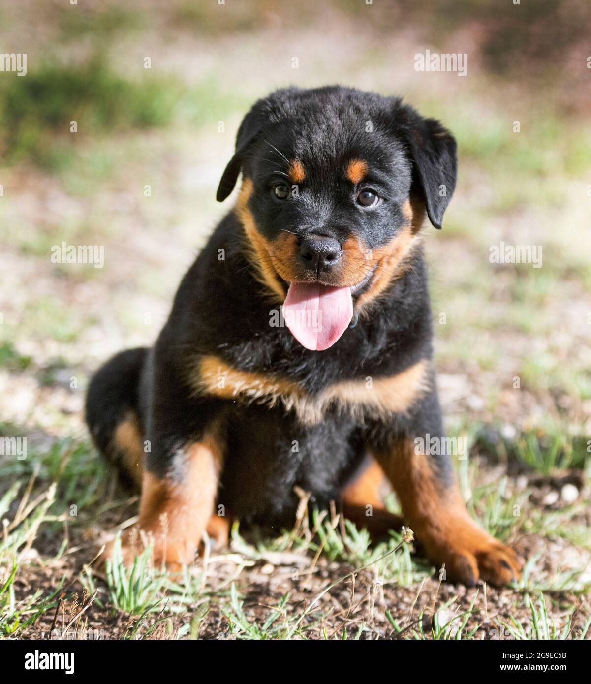 July Rottweiler puppy rottweiler staying in the garden in summer Stock Photo - Alamy