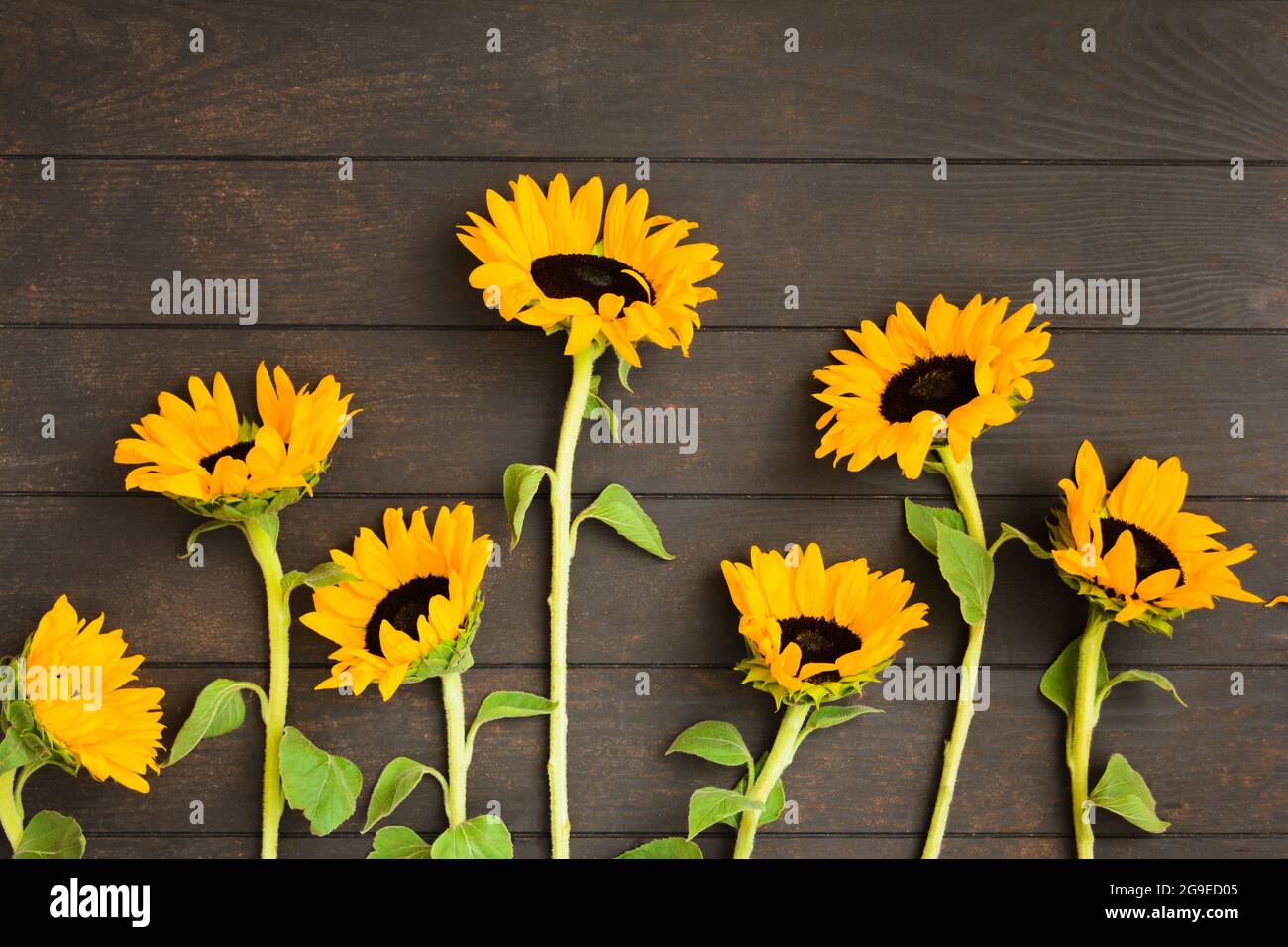 Sunflowers wooden fence hi-res stock photography and images - Alamy
