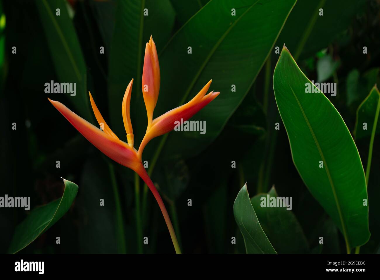 Orange tropical exotic flowers blooming on lush leaf, dark green nature background. Stock Photo