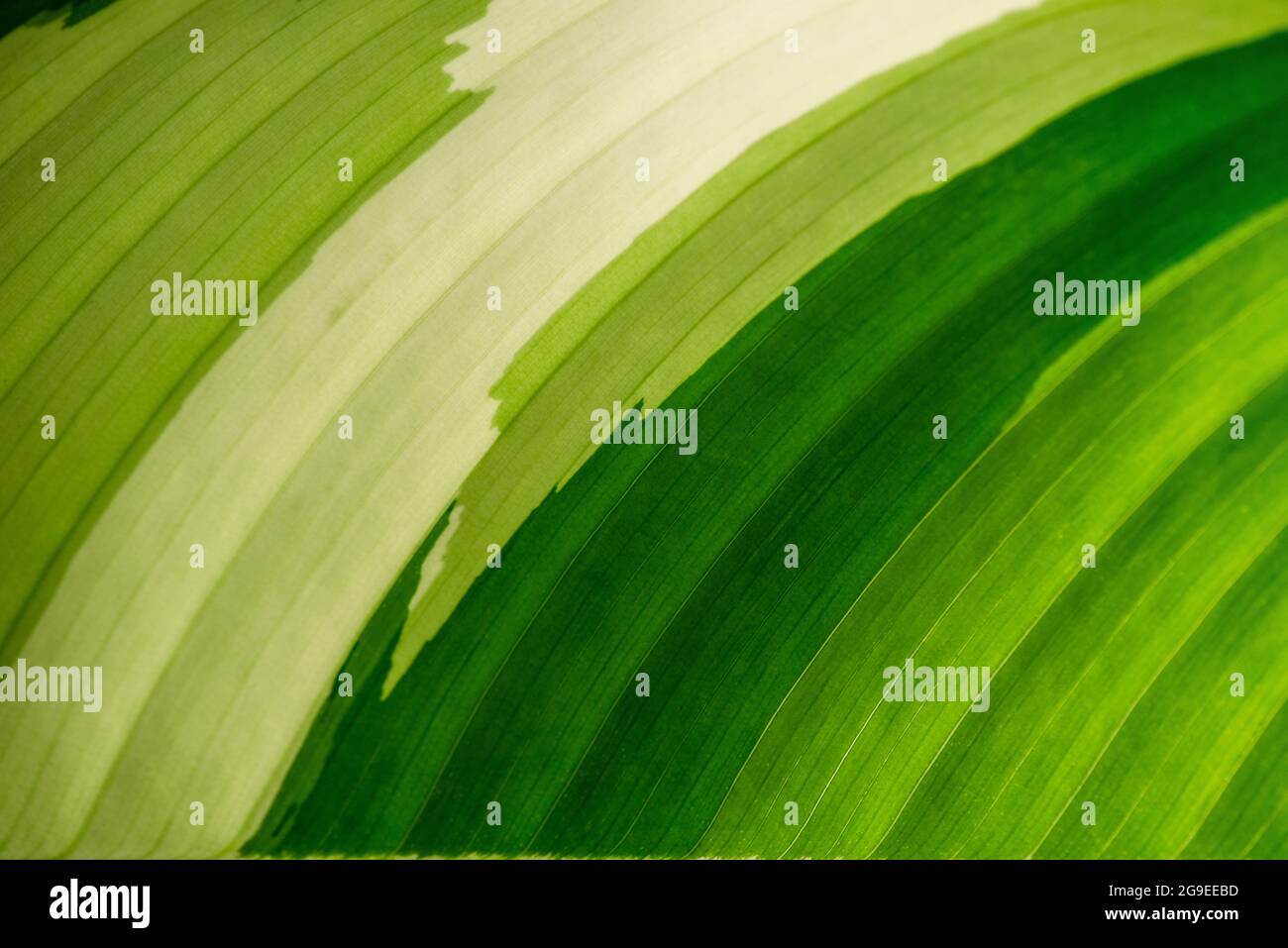 Tropical green leaf as background. Stock Photo