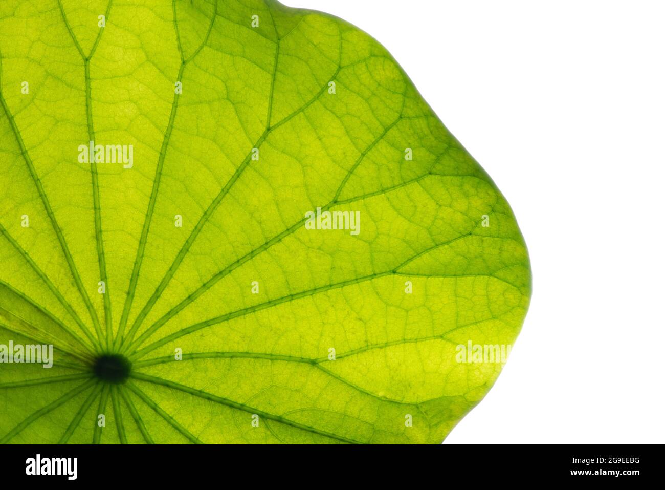 Lotus leaf texture. Stock Photo