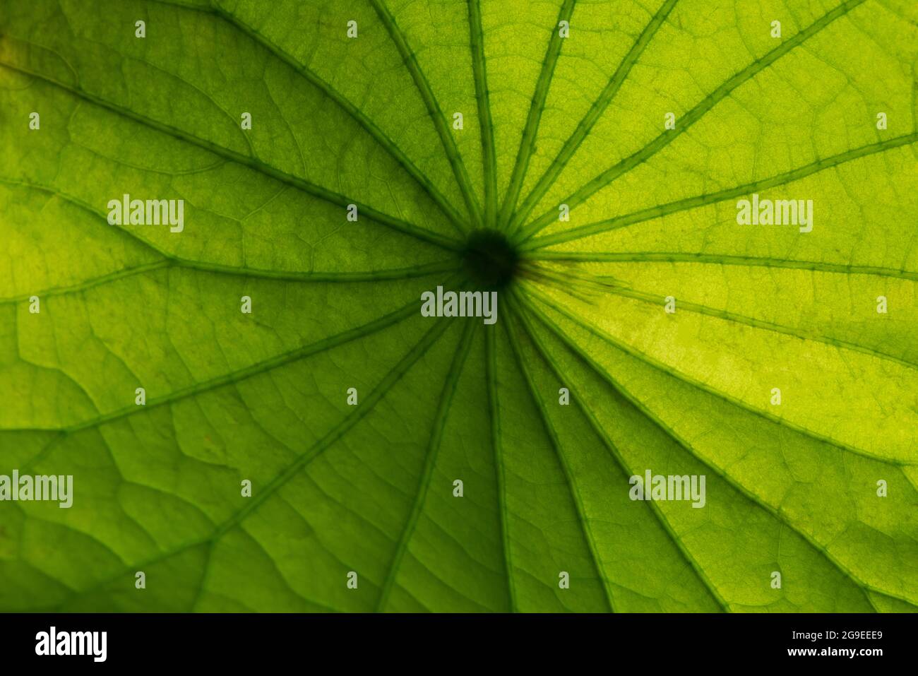 Lotus leaf texture. Stock Photo
