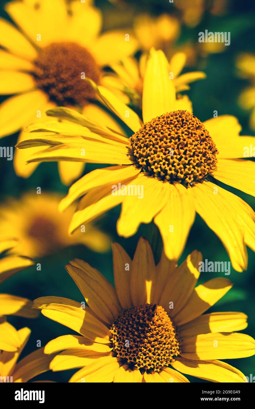False yellow sunflower grows in summer flower garden Stock Photo
