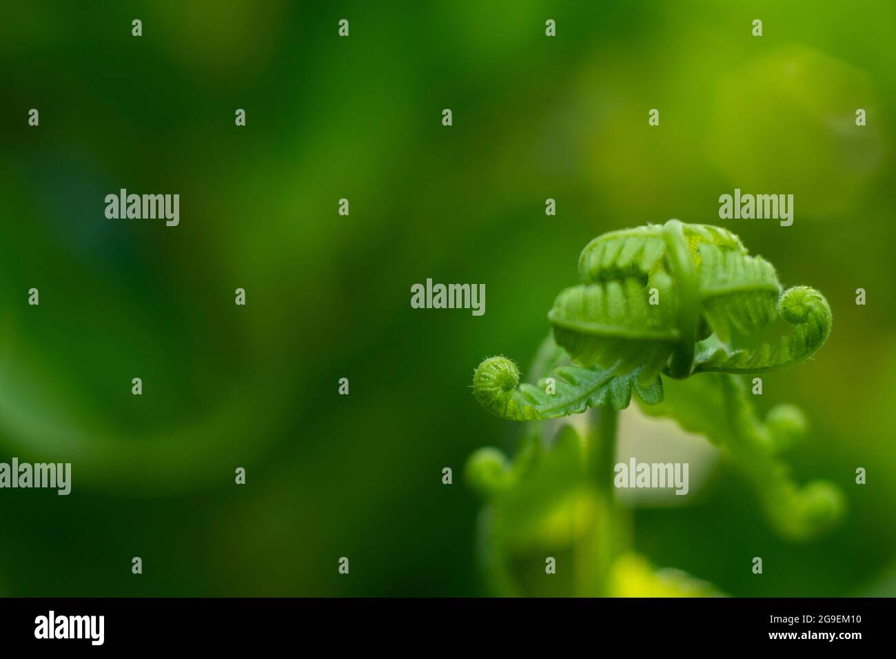 Wallpaper fern hi-res stock photography and images - Alamy