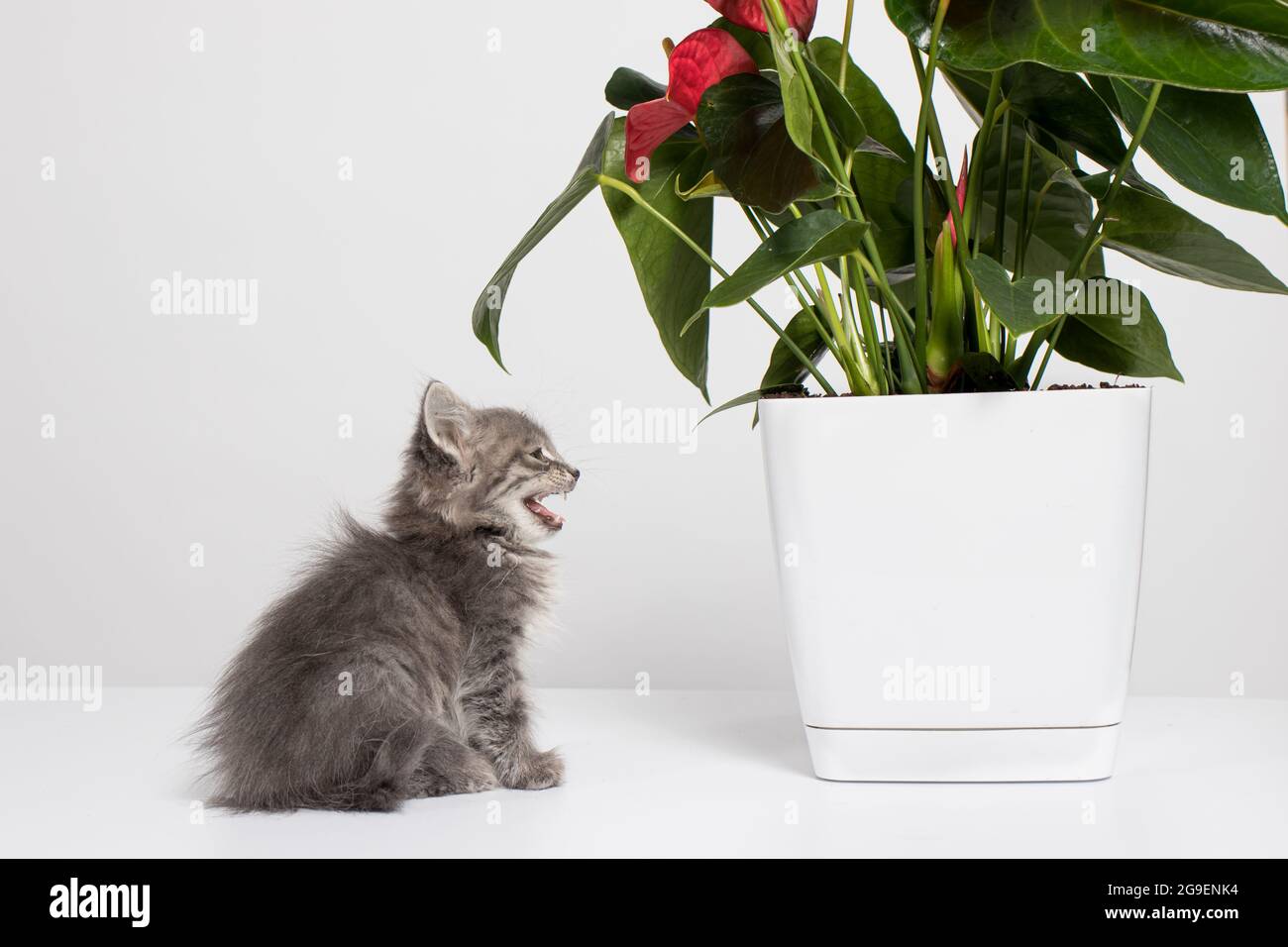 Domestic white cat flowers hi-res stock photography and images - Page 3 -  Alamy