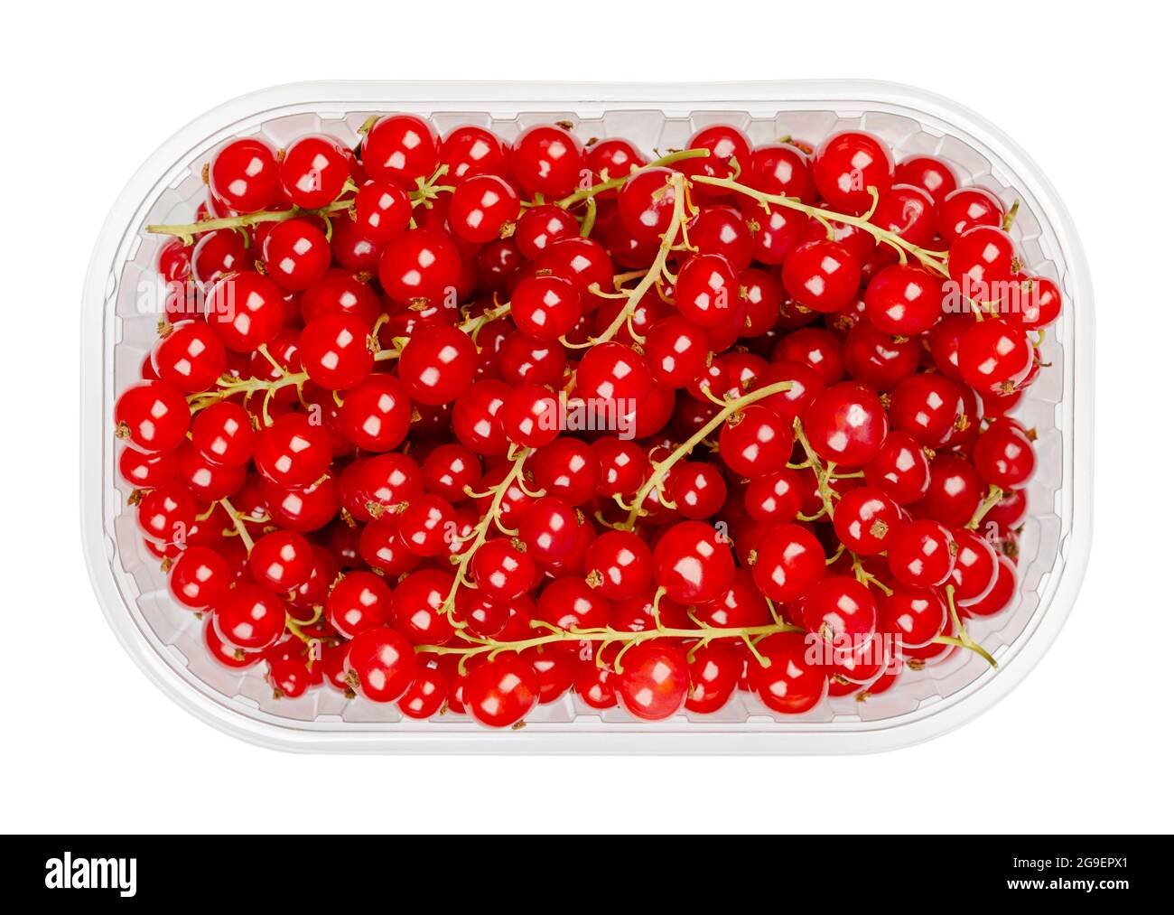 Redcurrant berries, in a plastic container. Fresh ripe red currant berries, spherical edible fruits of Ribes rubrum. Sweet fruits. Stock Photo