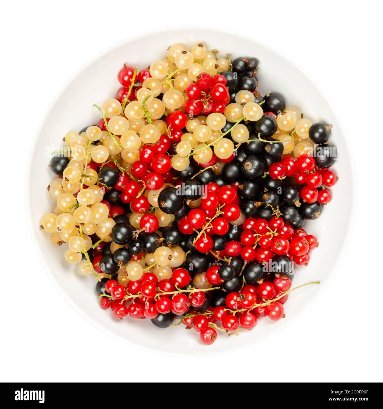 Currant berries, in a white bowl. Fresh and ripe white currant, redcurrant and blackcurrant berries, spherical fruits of Ribes cultivars. Sweet fruits. Stock Photo