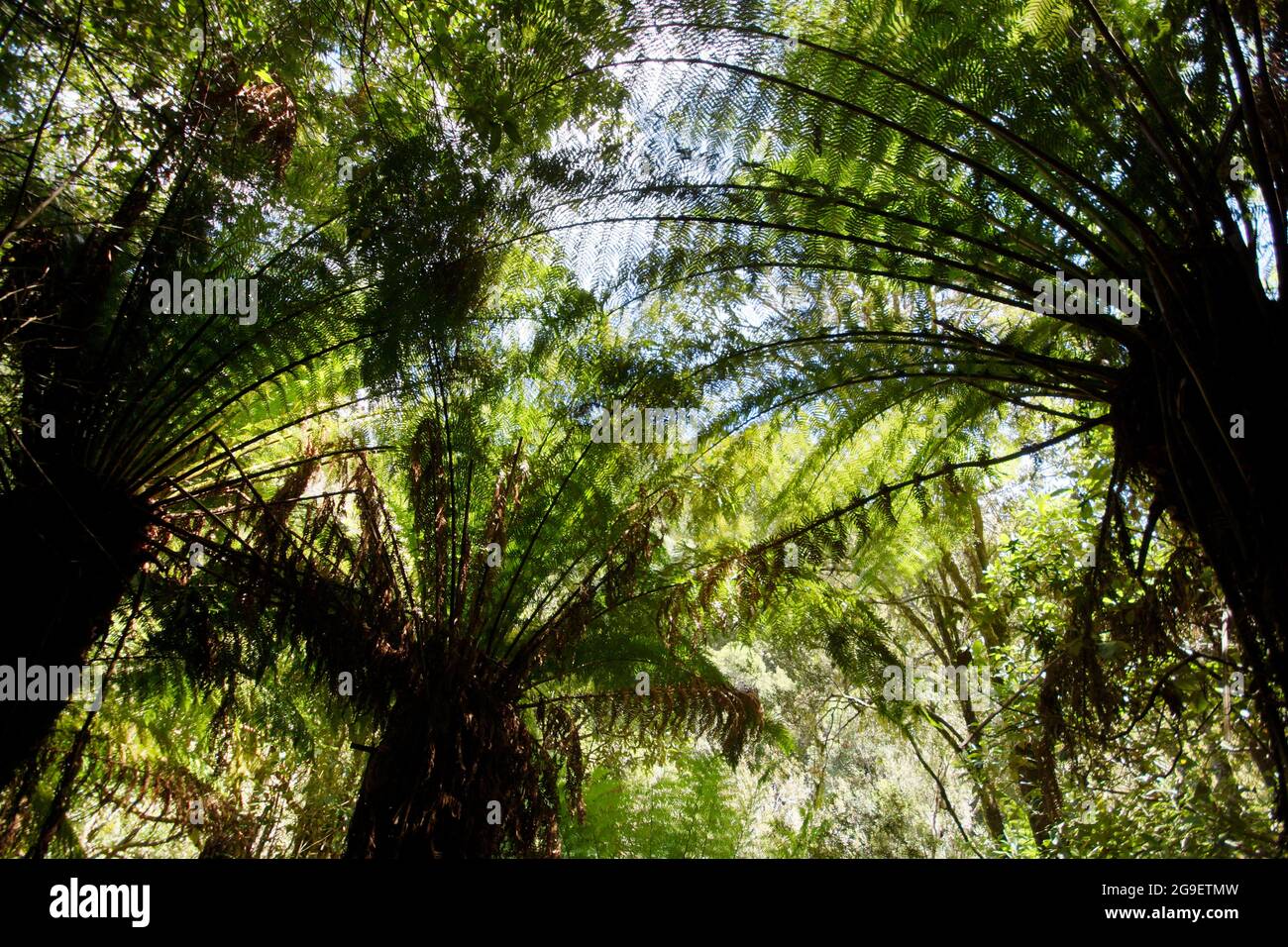 Giant tree ferns (Dicksonia antarctica) in temperate rainforest, St Columba Falls, Tasmania, Australia Stock Photo
