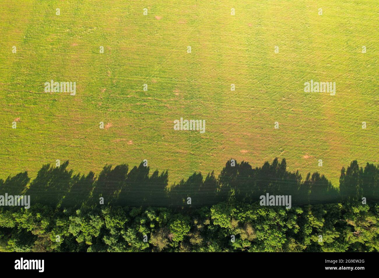 Garden protection plantings along farmland with young crops. Shadow of plants and shrubs falls on the field. Aerial view Stock Photo