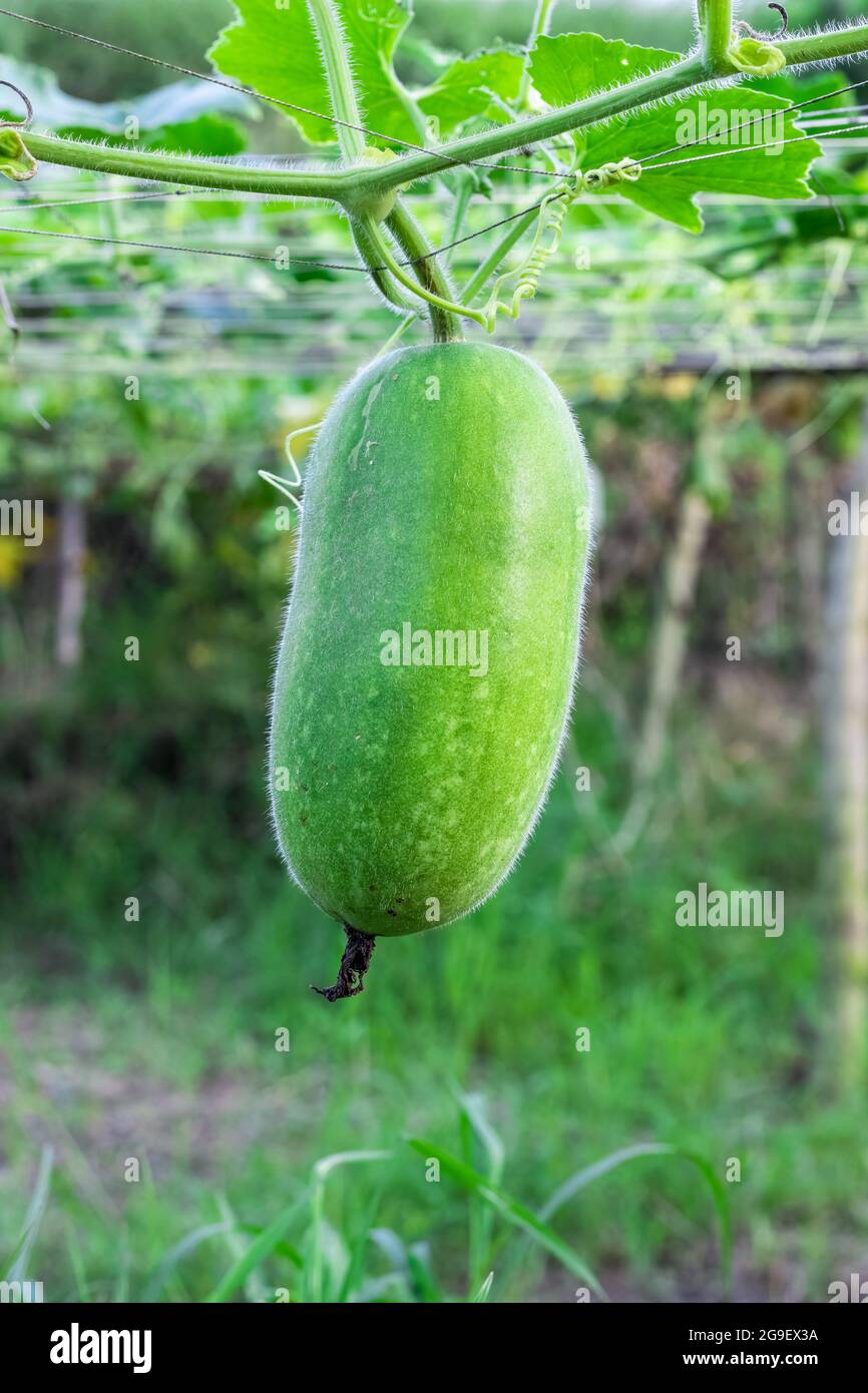 Winter melon squash close up hanging under the loft inside of an
