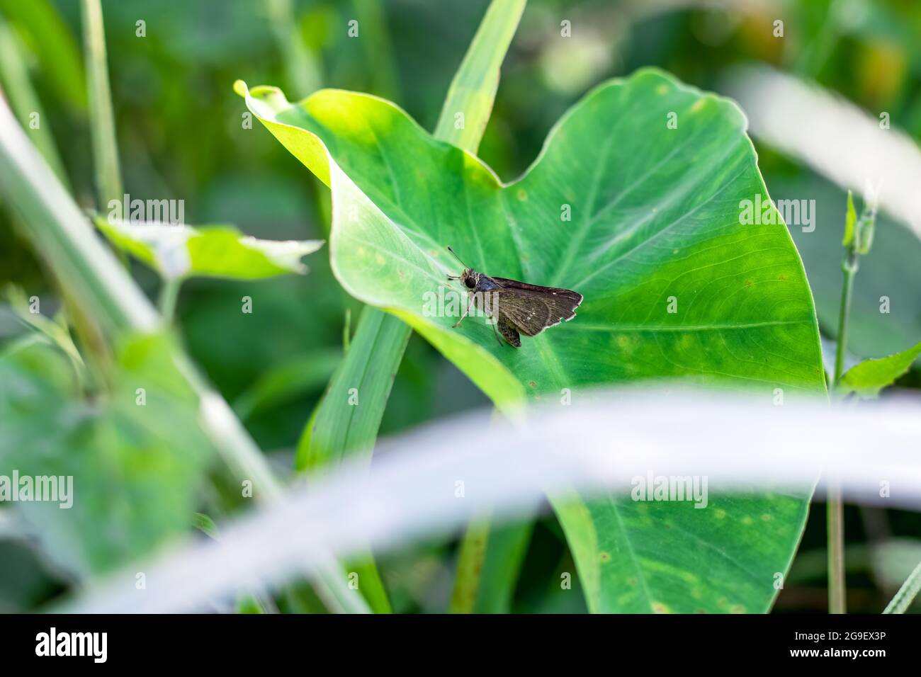 A small brown butterfly sitting on a taro leaf in the jungle Stock Photo