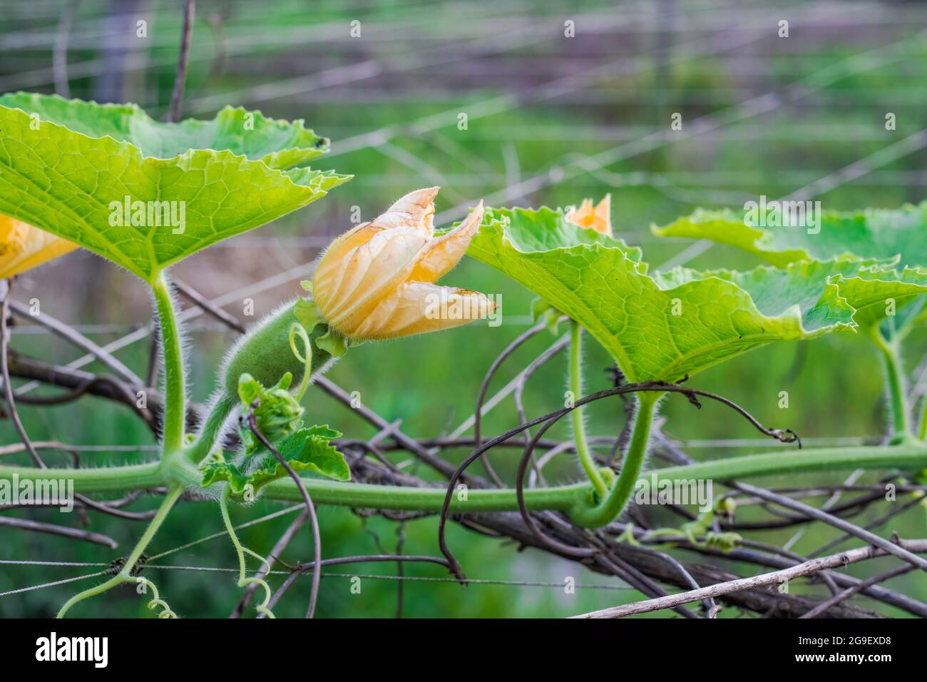 Newborn winter melon squash with yellow flower growing in the farm
